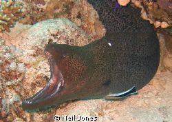 Another 'ferocious' shot of a Giant Moray but of course t... by Neil Jones 